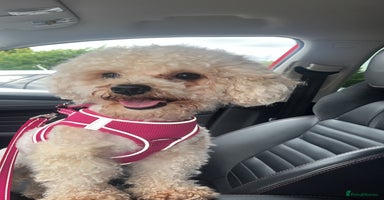 Cavapoochon dogs - Advert 3