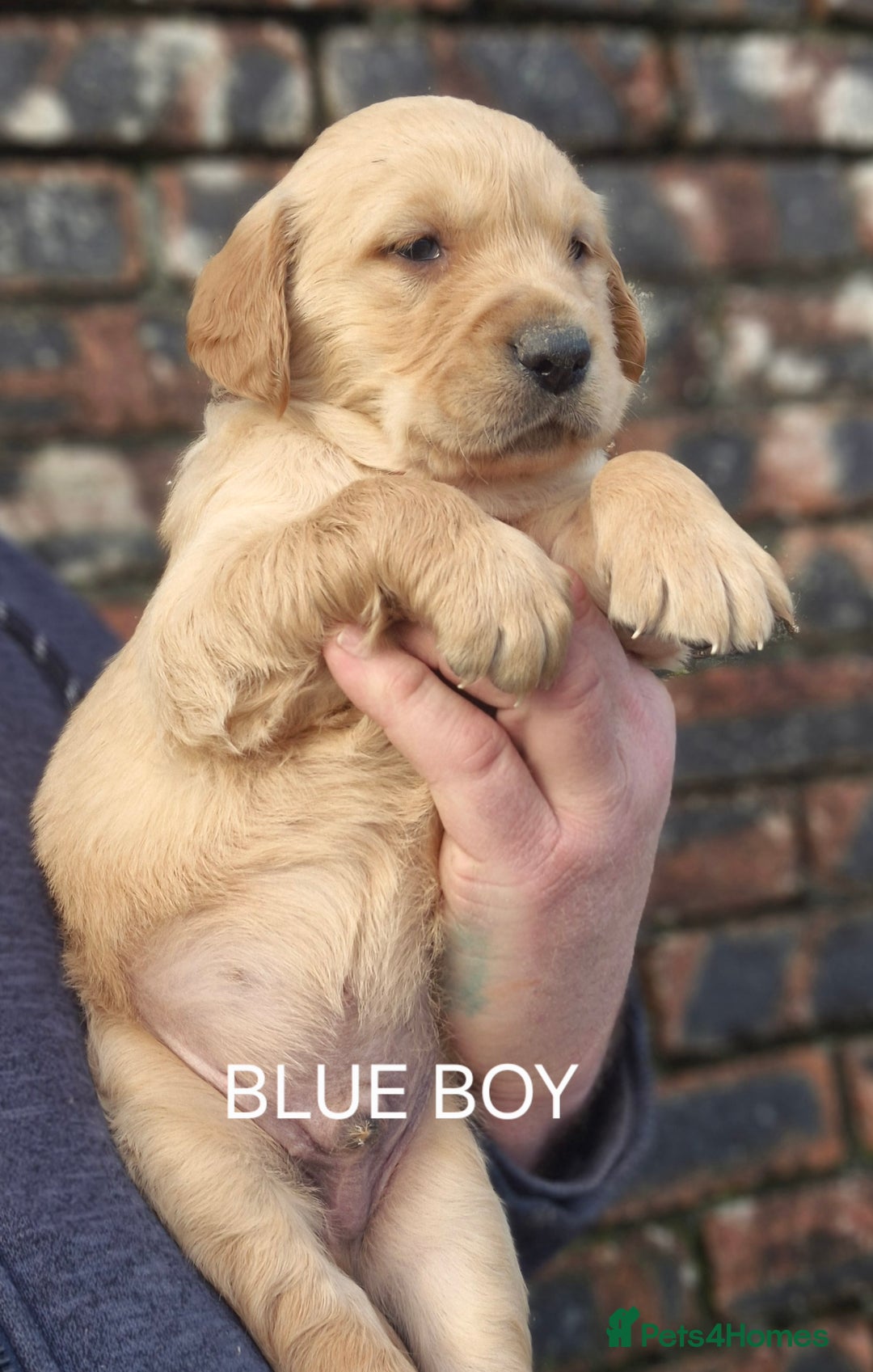 Golden Retriever dogs for sale: KC GOLDEN RETRIEVER PUPPIES HEALTH SCORED PARENTS  - Advert 8