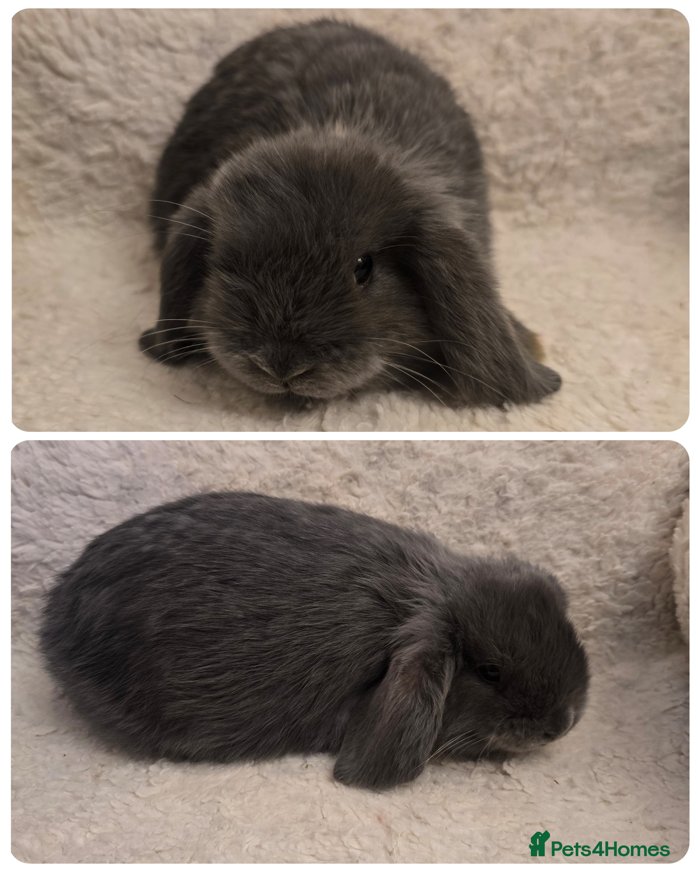 Mini Lop rabbits Mini lops - Advert 4