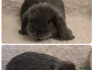 Mini Lop rabbits Mini lops - Advert 4