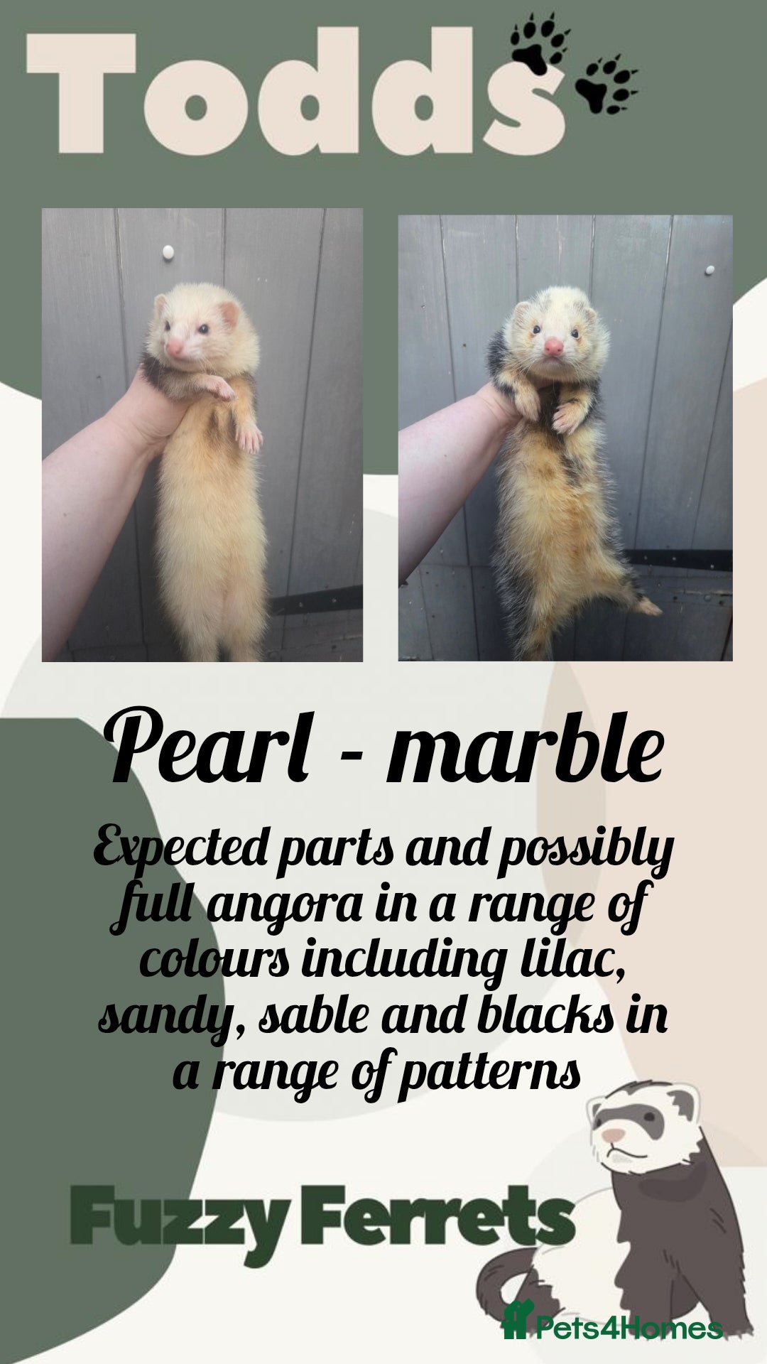 Ferret rodents Waiting list open for angora ferret kits  - Advert 1