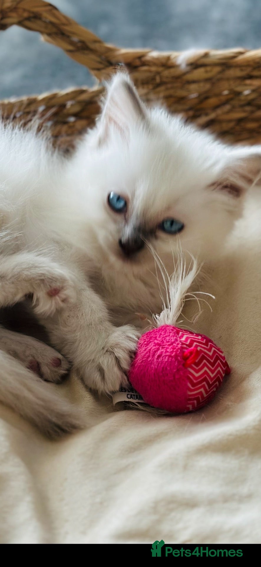 Ragdoll cats 🌺 Exceptional GCCF Babies 🌺 - Advert 10