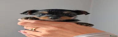 Yorkshire Terrier 4