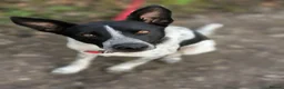 Mixed Breed dogs for adoption: 💙🐶 LEVKO – THE DOG WHO HAS ALL HOME PET HABITS in Burton-on-Trent - Advert 2