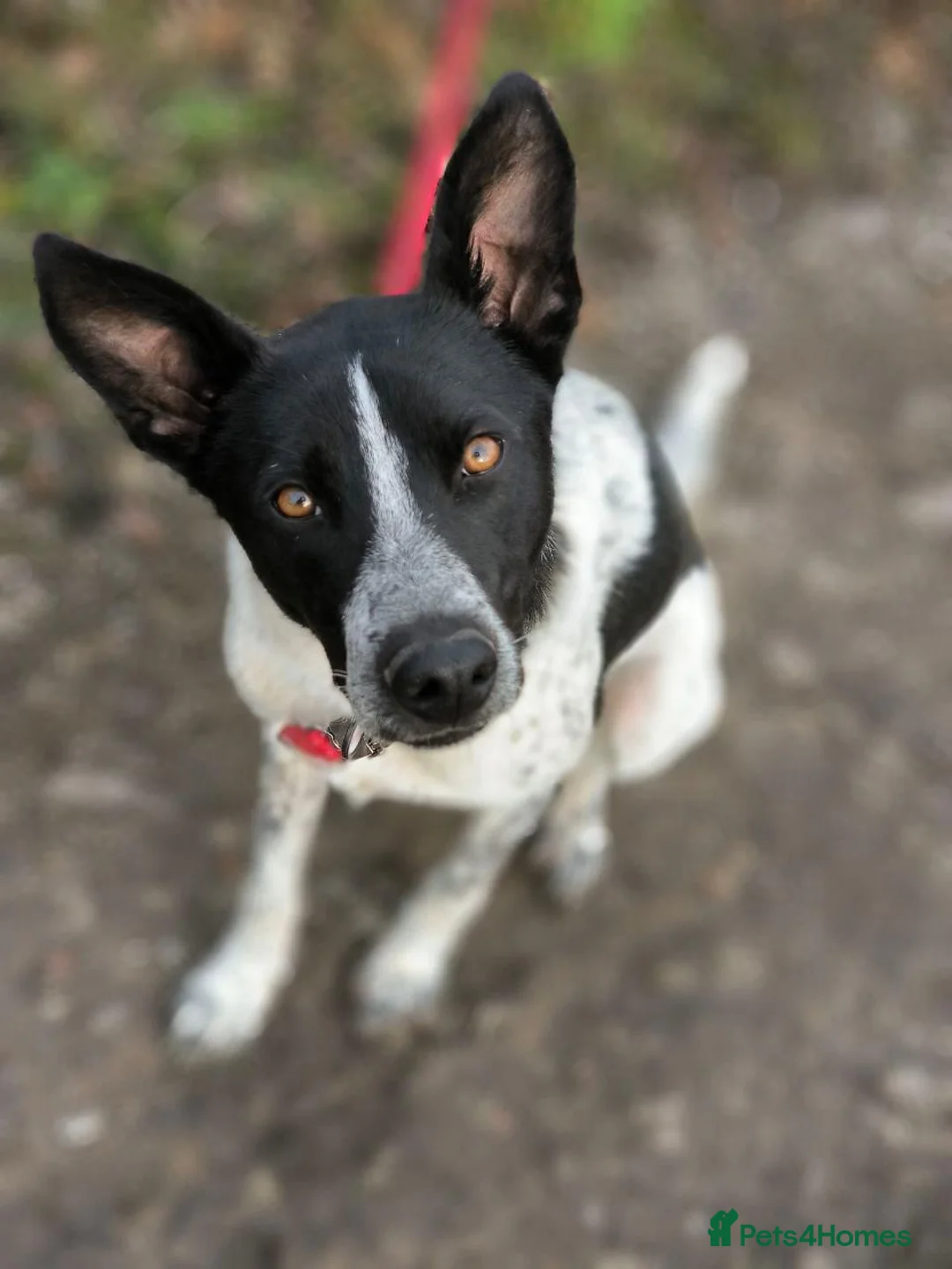 Mixed Breed dogs for adoption: 💙🐶 LEVKO – THE DOG WHO HAS ALL HOME PET HABITS in Burton-on-Trent - Advert 2