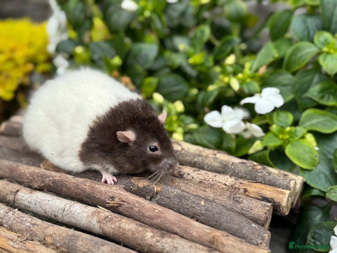 Rat rodents for sale: Beautiful baby full size and dwarf rats ready 9Dec - Advert 27