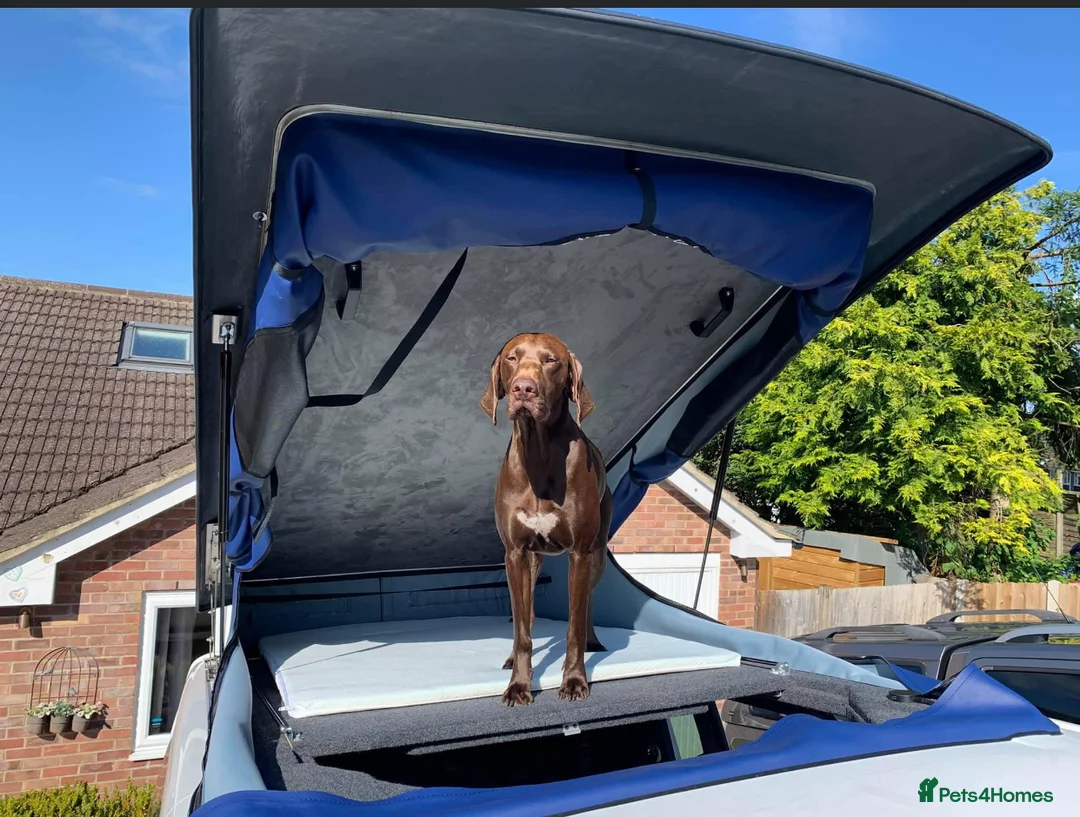 German Shorthaired Pointer dogs for stud: Stud dog available  - Advert 2