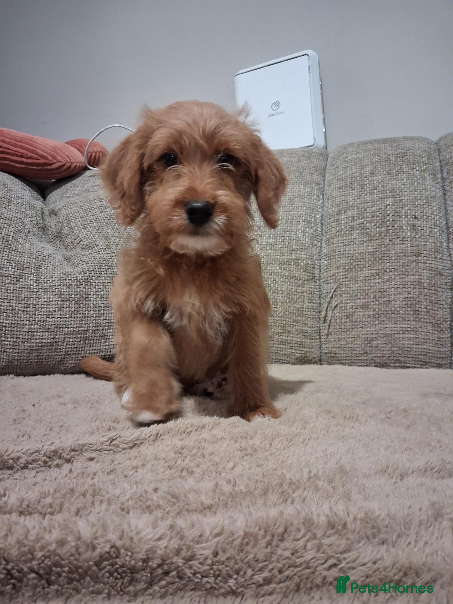 Australian Labradoodle dogs for sale: Miniature Australian labradoodles - Advert 1