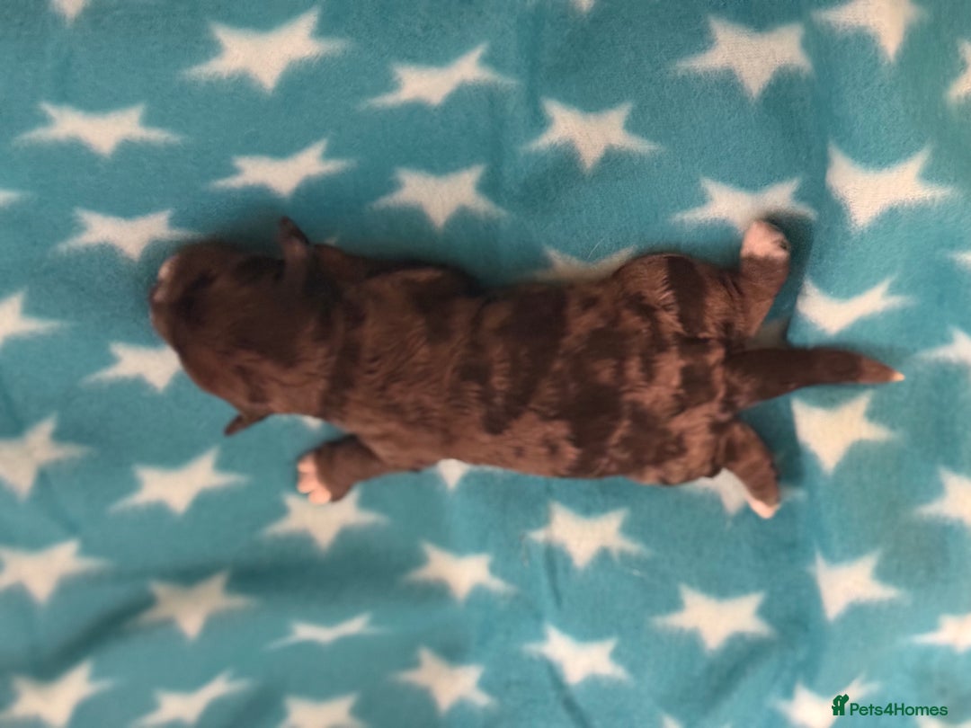 Cockapoo dogs for sale: 4 males and 1 female  - Advert 7