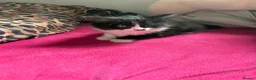 Mixed Breed cats for sale: 3 lovely kittens  - Advert 10
