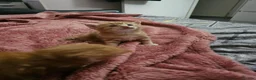 Domestic Shorthair cats for sale: 2 kittens for sale. in Sheffield - Advert 28