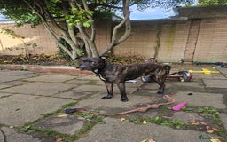 Mixed Breed dogs for sale: Staff cross needs new home  - Image 2