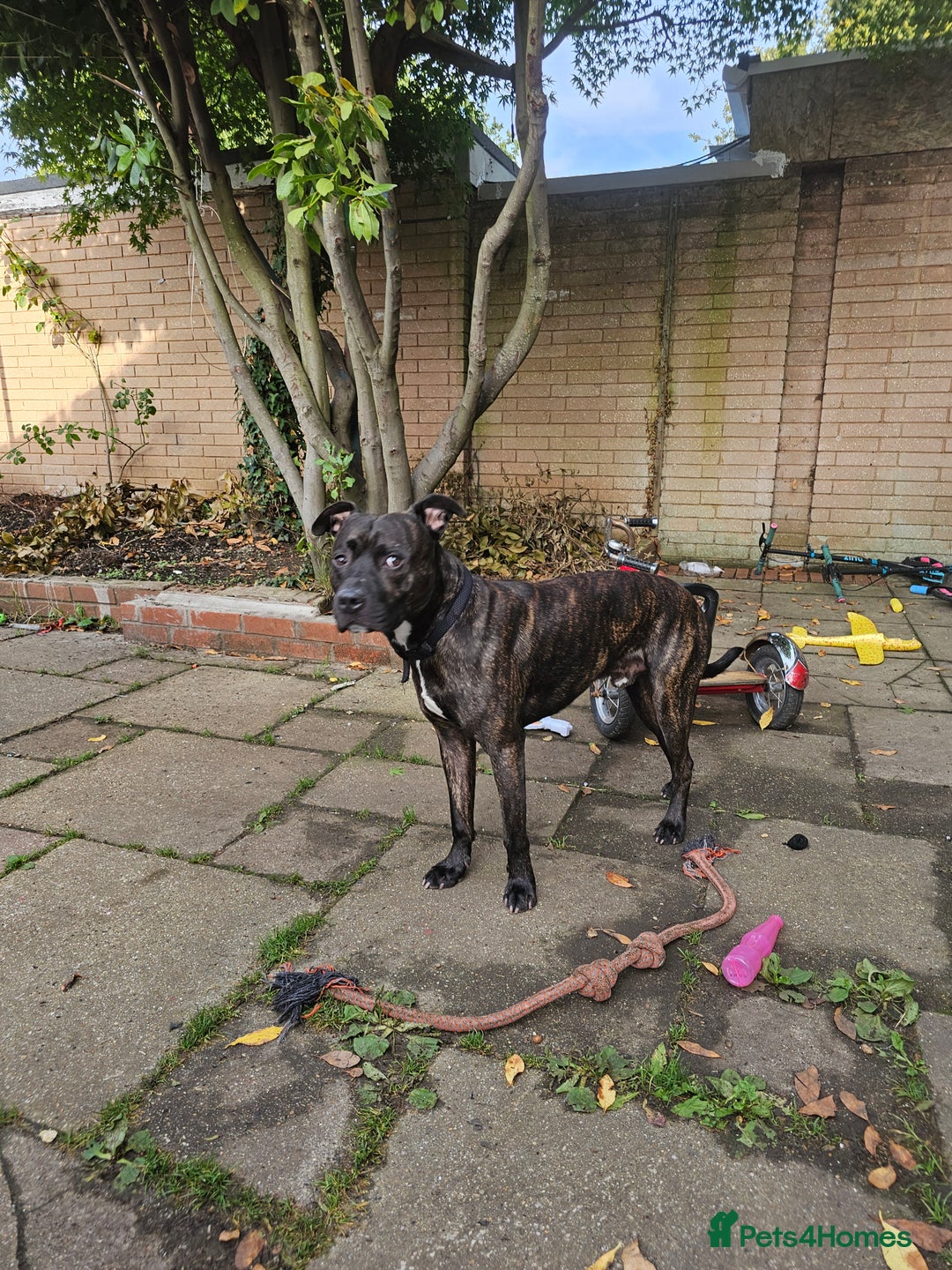 Mixed Breed dogs for sale: Staff cross needs new home  - Image 2