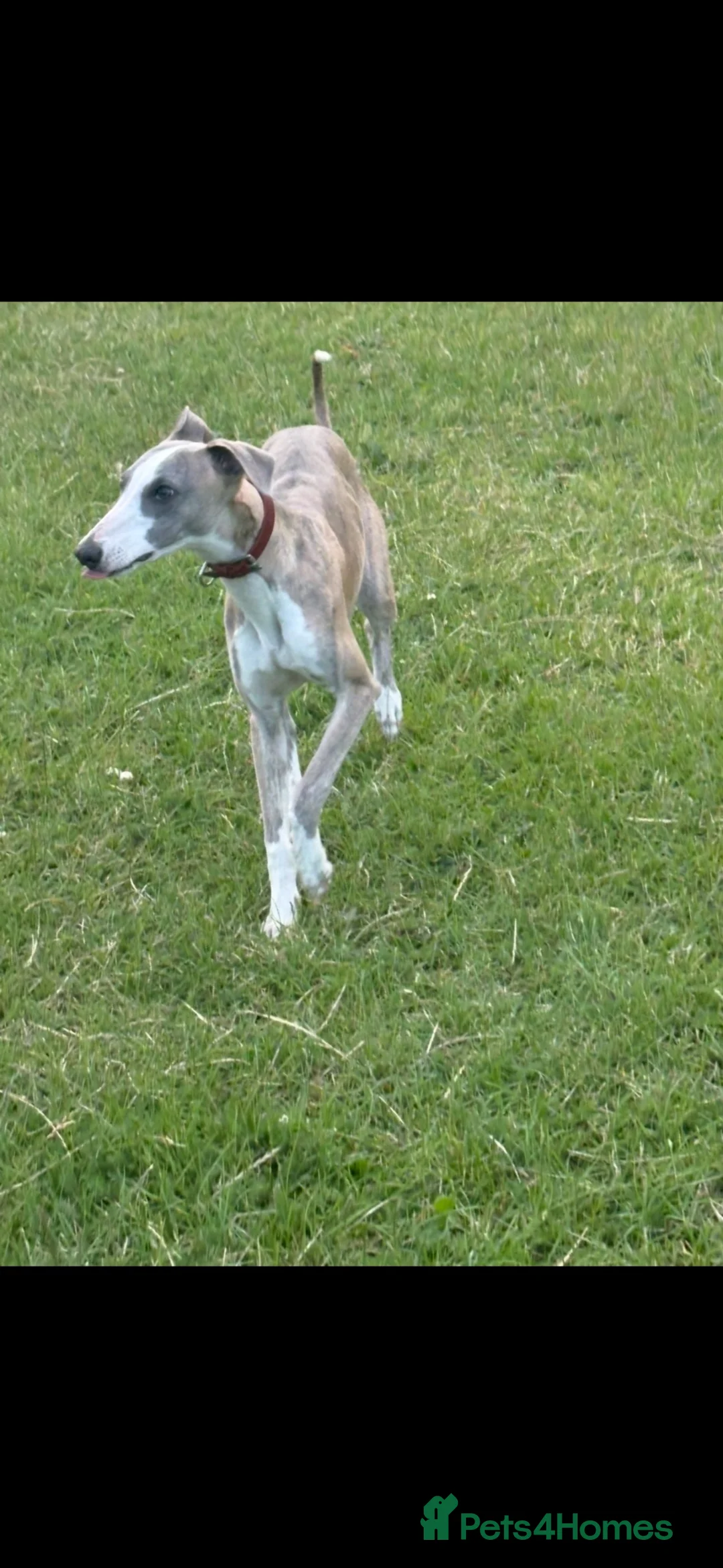 Whippet dogs for sale: Male whippet  in Nottingham - Advert 2