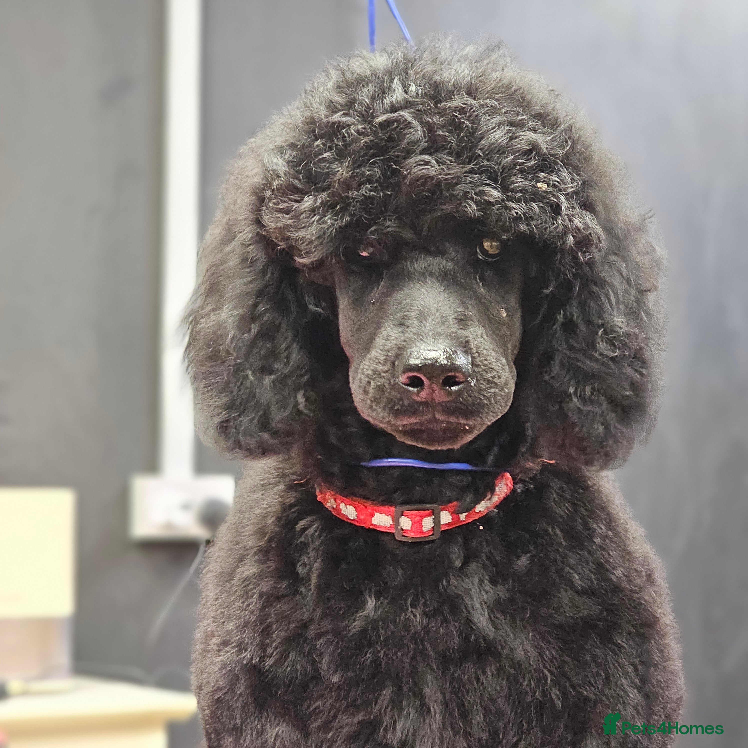 Standard Poodle dogs KC Standard poodle puppies🐩 - Advert 2