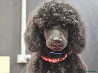 Standard Poodle dogs KC Standard poodle puppies🐩 - Advert 8