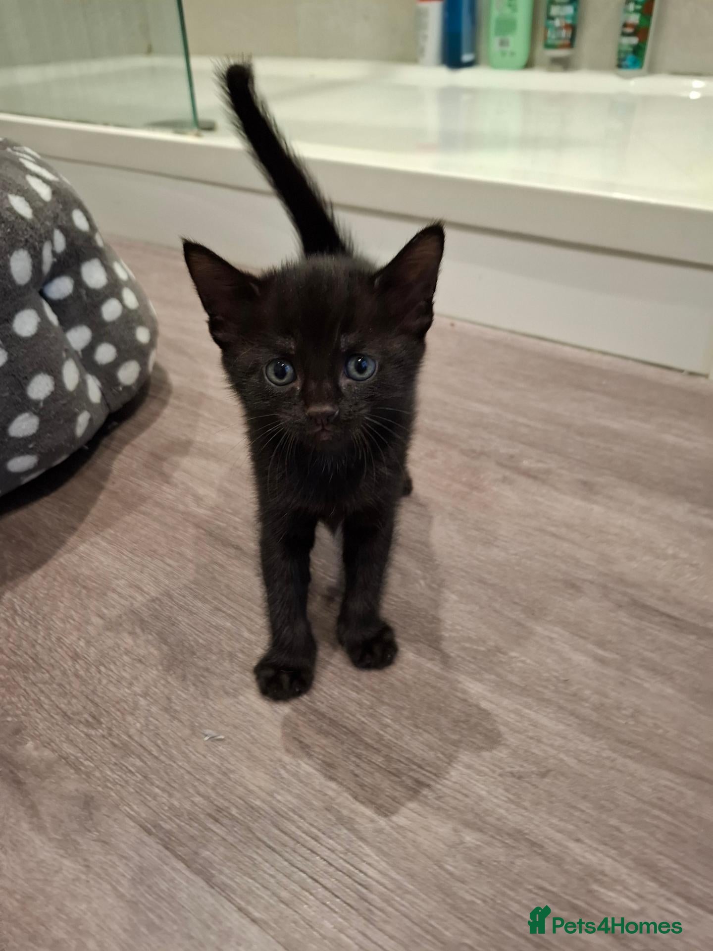 Mixed Breed cats Kittens available near Worksop/Retford  - Advert 1