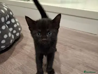 Mixed Breed cats Kittens available near Worksop/Retford - Advert 1