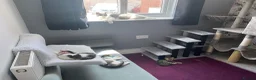 British Shorthair cats for sale: British Short Hair Kittens Purebred - Advert 18