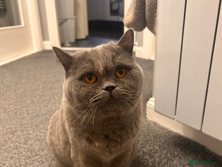 British Shorthair cats Beautiful girl bsh 2 y/o - Advert 1
