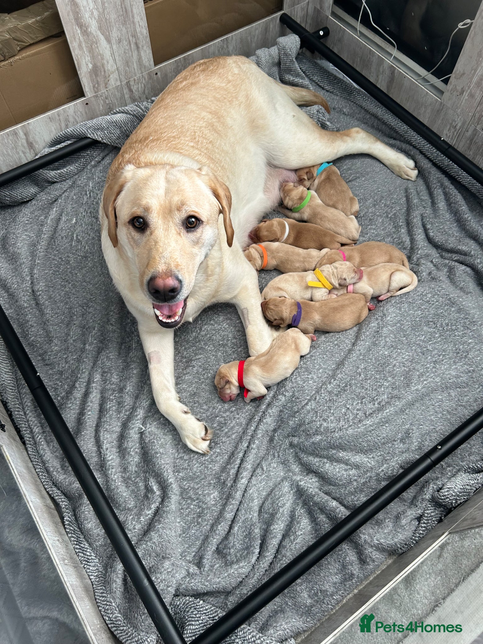 Labrador Retriever dogs Stunning Labrador puppies - Advert 2
