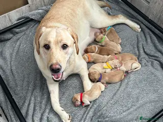 Labrador Retriever dogs Stunning Labrador puppies - Advert 3
