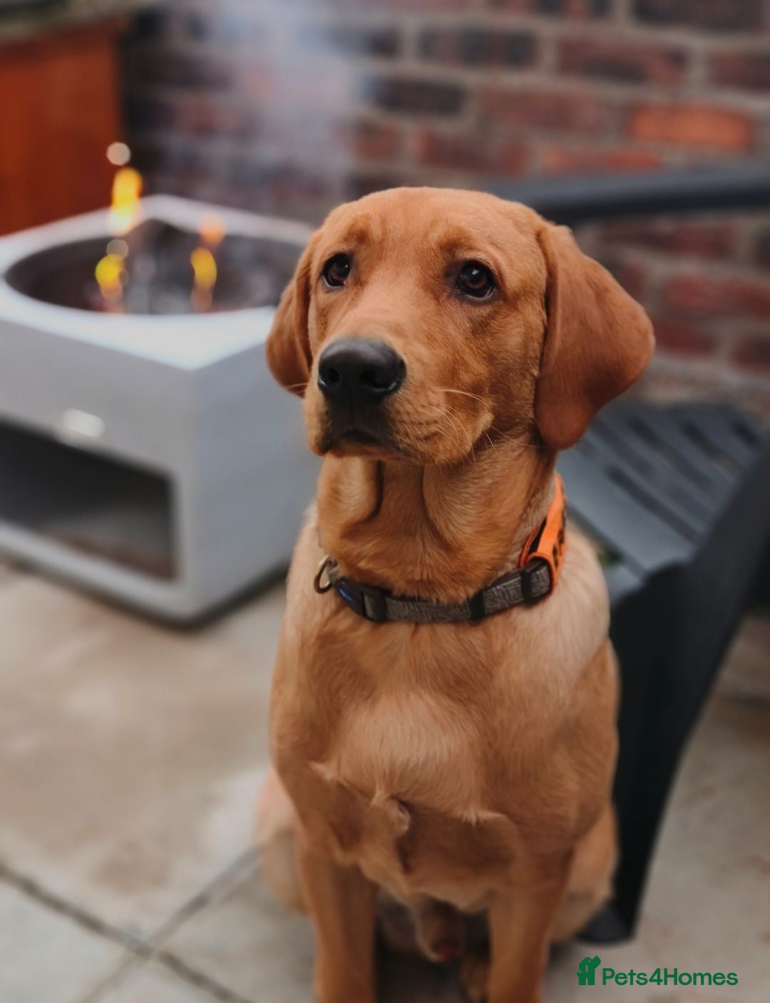Labrador Retriever dogs Stunning Fox Red Labrador – 14 Months Old - Advert 5