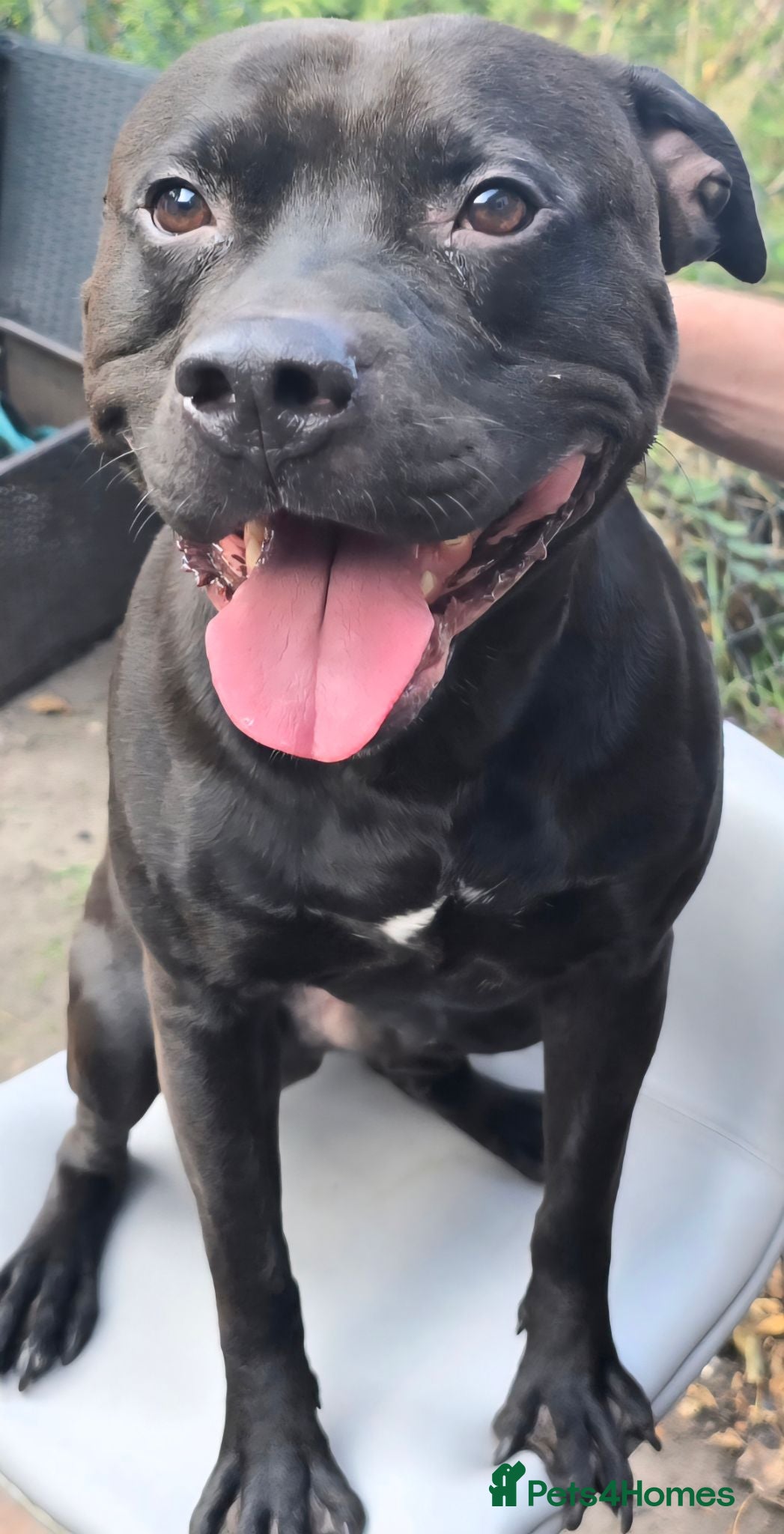 Mixed Breed dogs 4 year old staffy - Advert 2
