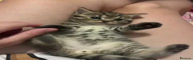 Scottish Fold 1