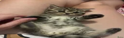 Scottish Fold cats for sale: 2 kittens ready now! ❤️ price reduced❤️ - Advert 32