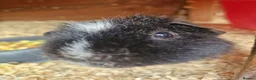 Guinea Pig rodents for sale: 2 male ginuea pigs in Bristol - Advert 4