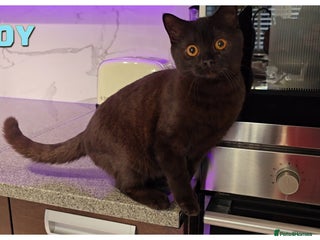 British Shorthair cats for sale - Advert 2