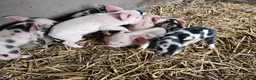 Pig livestock for sale: Kunekune full breed piglets  - Advert 2