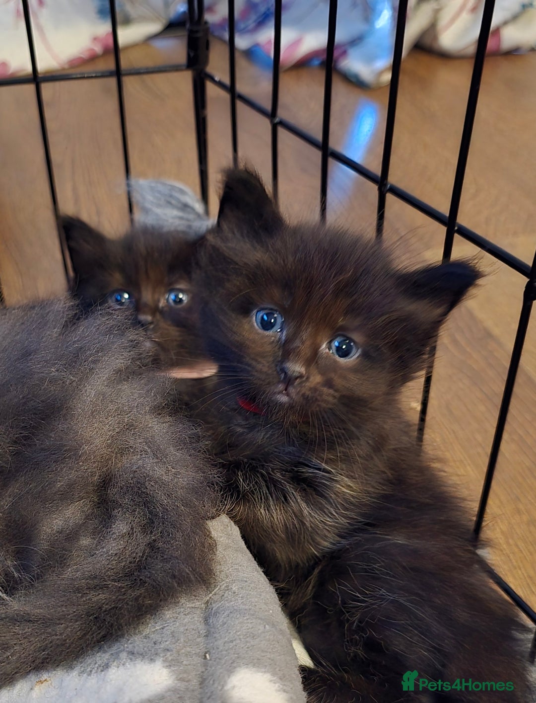 Maine Coon cats for sale: Stunning Maine Coon X  - Image 3