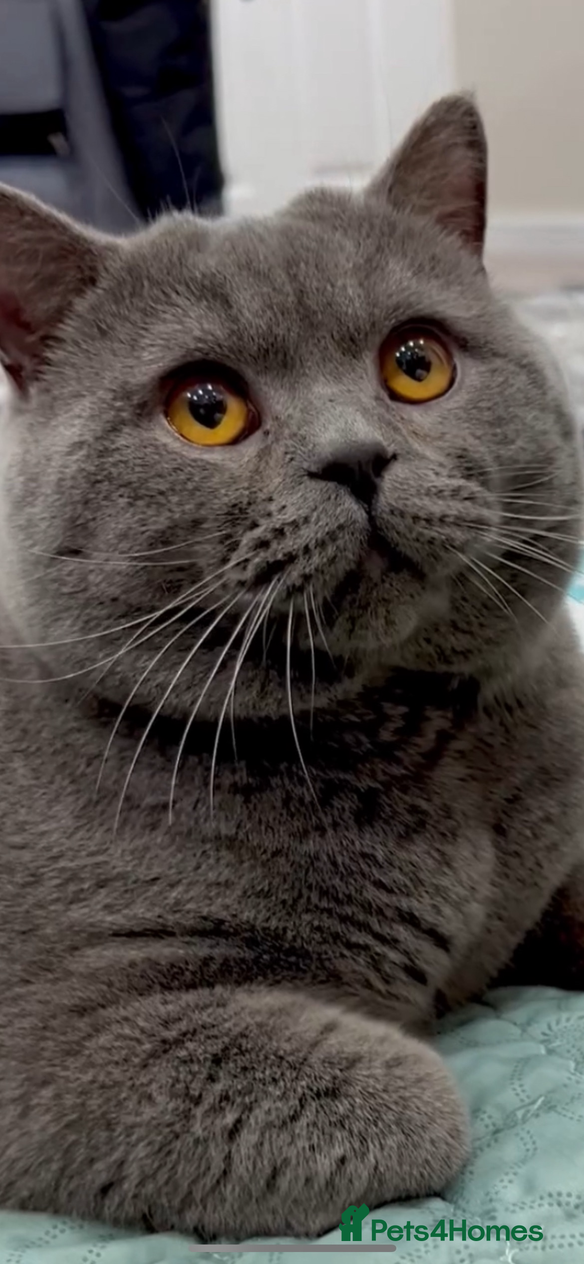 British Shorthair cats Blue GCCF Active Registered Male for Sale - Advert 1