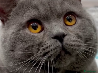 British Shorthair cats Blue GCCF Active Registered Male for Sale - Advert 1