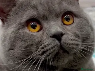 British Shorthair cats Blue GCCF Active Registered Male for Sale - Advert 10