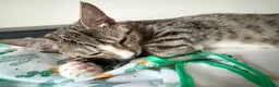Mixed Breed cats for sale: Friendly Female Kittens Looking for forever homes in Tetbury - Advert 8