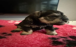 Miniature Schnauzer dogs for sale: KC MAC BVA MIniature Schnauzer puppies  - Image 12