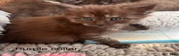 Maine Coon cats for sale: Council licensed TICA Maine Coon kittens - Advert 26