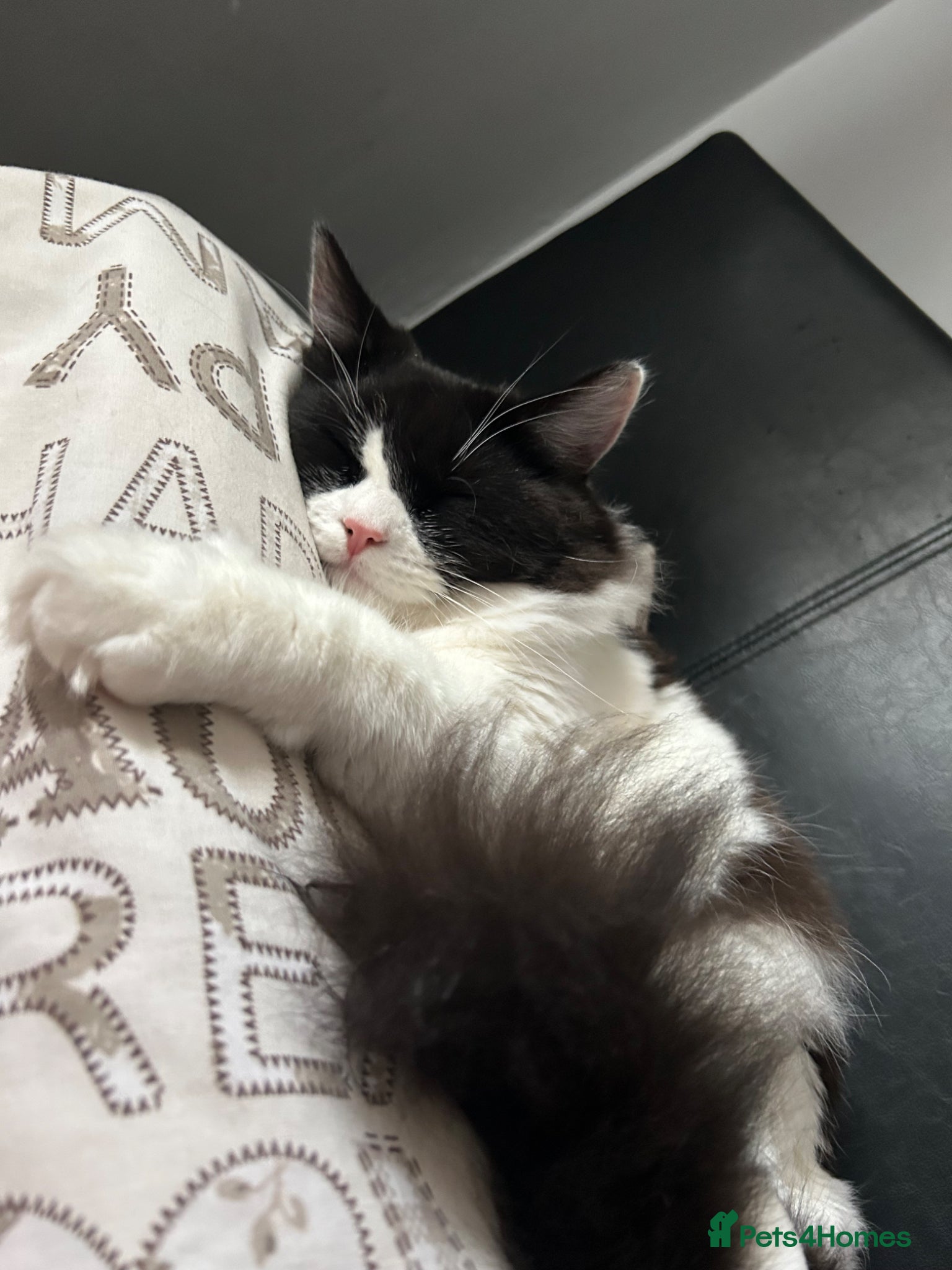 Mixed Breed cats cat for sale - Advert 2