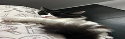 Mixed Breed cats for sale: cat for sale - Advert 1