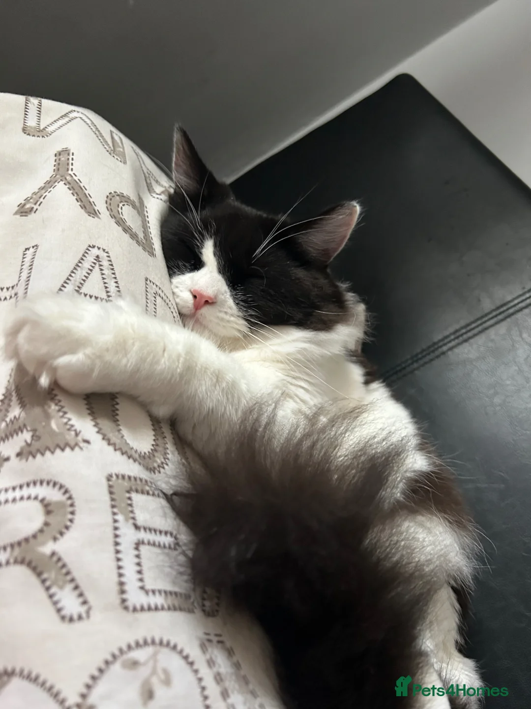Mixed Breed cats for sale: cat for sale - Advert 1