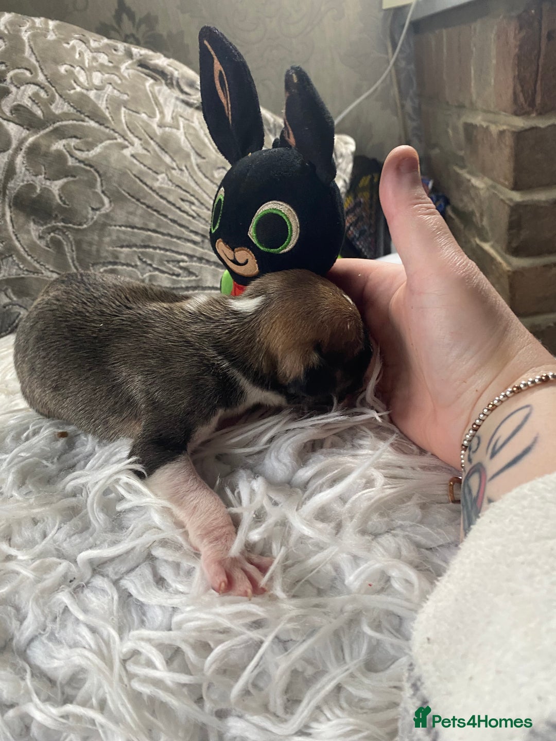 Mixed Breed dogs for sale: Lurcher cross pups  - Advert 5