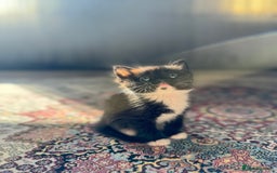 Persian cats for sale: mixed persian & bombay kittens  in Maidstone - Image 28
