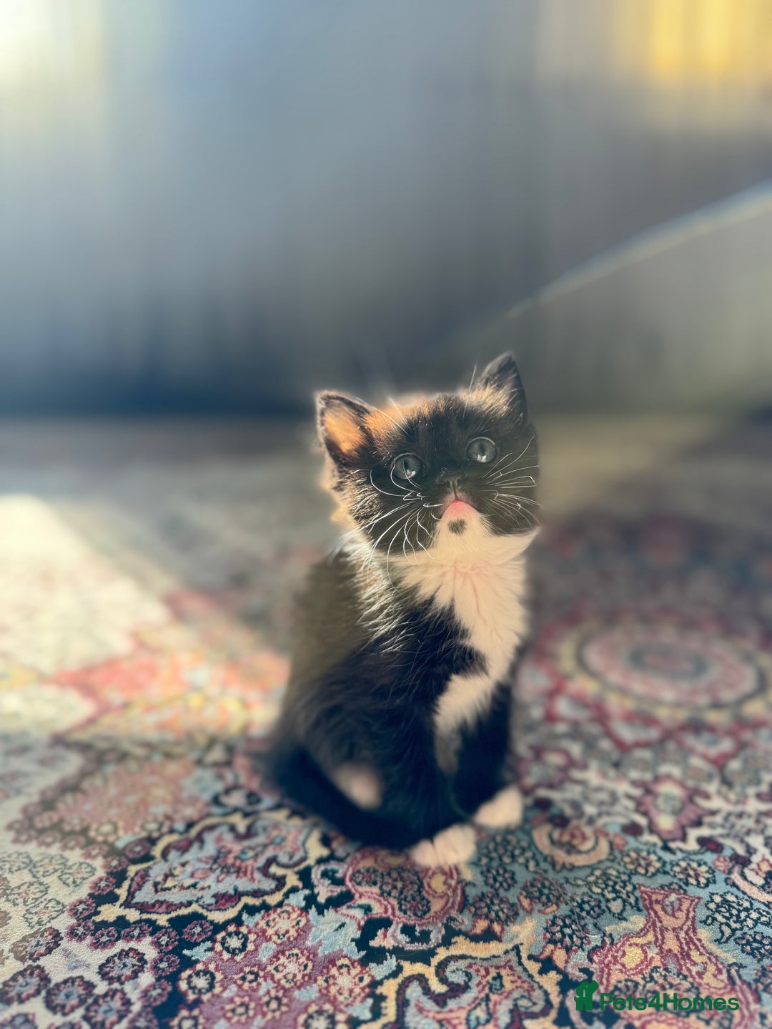 Persian cats for sale: mixed persian & bombay kittens  in Maidstone - Image 28