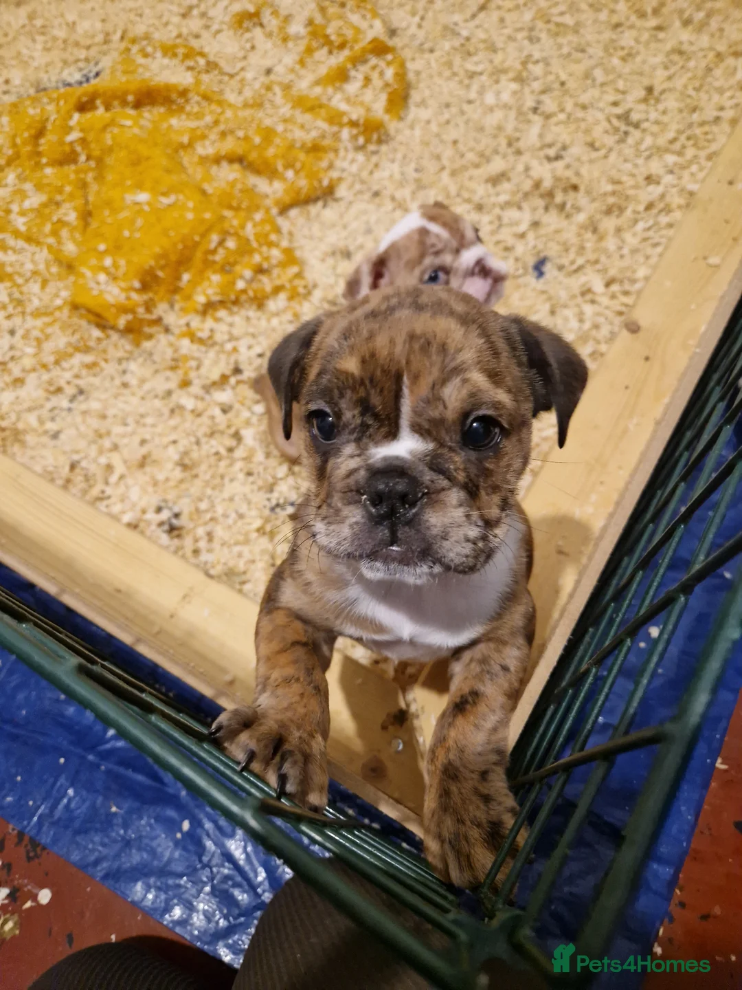 English Bulldog dogs for sale: Two stunning English bulldogs - Advert 2