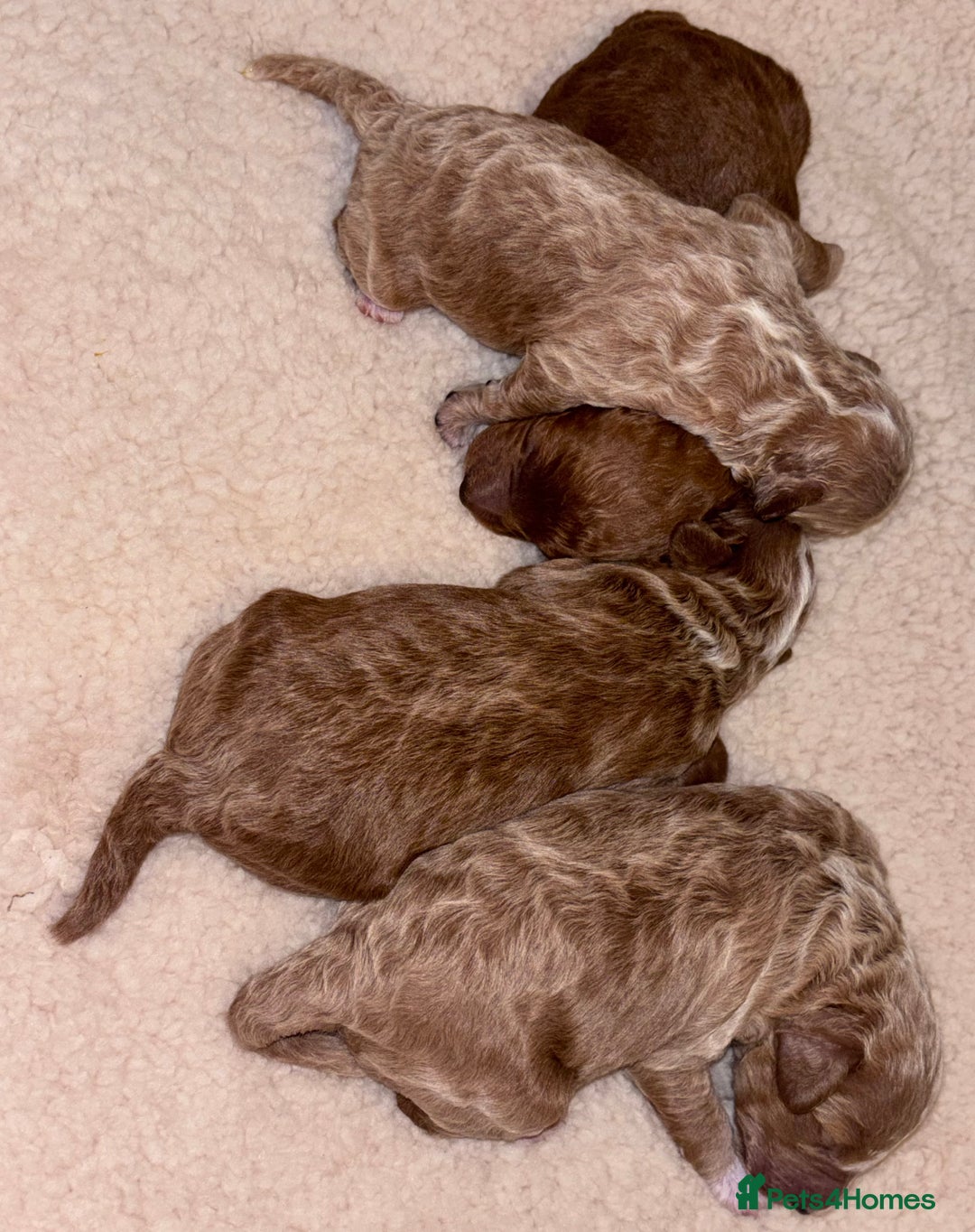 Cockapoo dogs for sale: F1B cockapoo puppies  - Advert 3