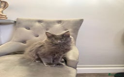 Maine Coon cats for sale:  Maine Coon Kittens Looking for Loving Homes 🐾 - Advert 8