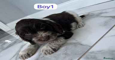 Cockapoo dogs - Advert 4